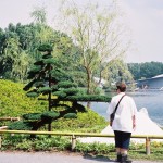チャボヒバ - 国際園芸博覧会「フロリアード2002」金賞受賞作品