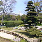 チャボヒバ - 東京インターナショナル フラワー & ガーデンショー 出展