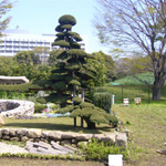 チャボヒバ - 東京インターナショナル フラワー & ガーデンショー 出展